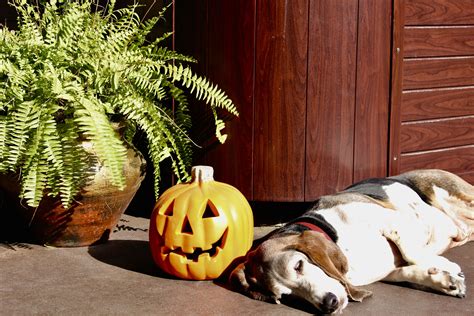 Fall Basset Hounds Basset Hound Pumpkin Carving Inspo Fall Photo Autumn Fall Season