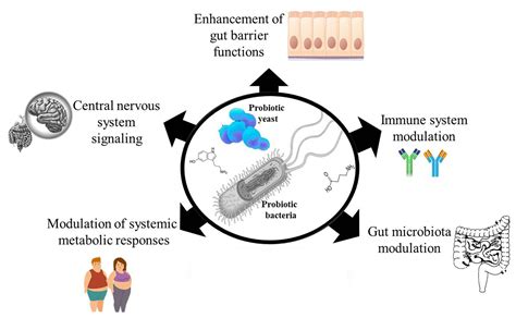 Frontiers Probiotic Effector Compounds Current Knowledge And Future