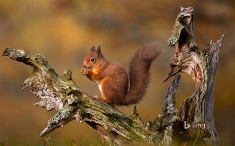 Eurasian Red Squirrel In The Cairngorms Scottish Highlands Scotland