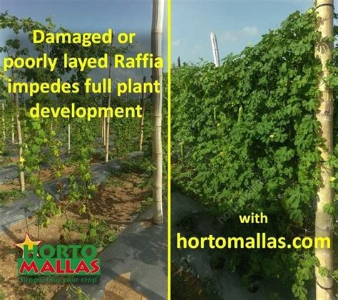 Comparison 2 Raffia Vs Hortomallas En Hortomallas™ Supporting Your