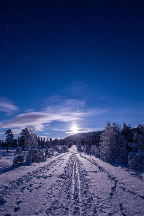 Night In The Snowy Forest Norwegian Wintertime Stock Photo Image Of