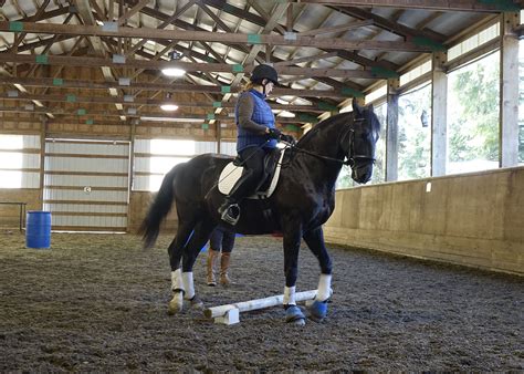 The Sport Of Working Equitation Part 2 The Northwest Horse Source