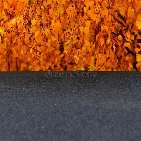 Autumn And The Red Leaves Falling On The Pavement Stock Photo Image