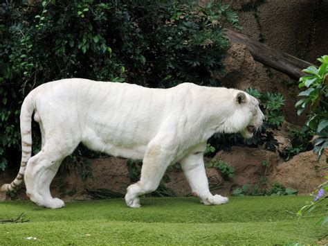 White Tigers Life In Captivity