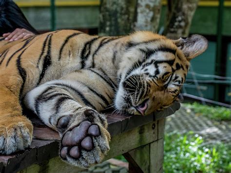 Sleeping Tiger Photograph By Chris Bridges Fine Art America