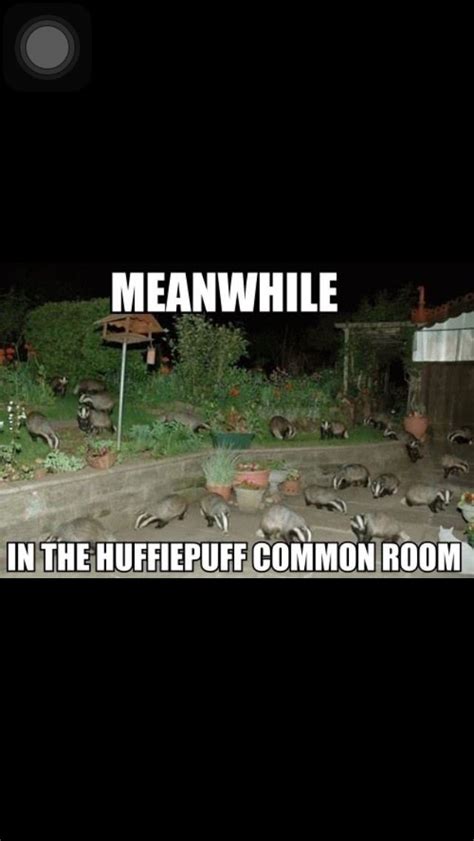 meanwhile in the hufflepuff common room harry potter funny harry potter obsession harry