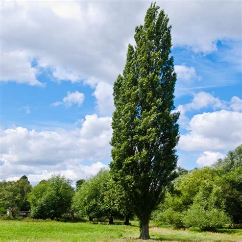 Lombardy Poplar Trees For Sale