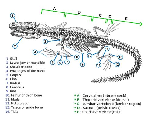 Crocodile Skeletal Anatomy Anatomy Bones Crocodile Facts American