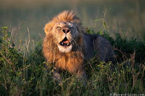 Lion Roaring - Burrard-Lucas Photography