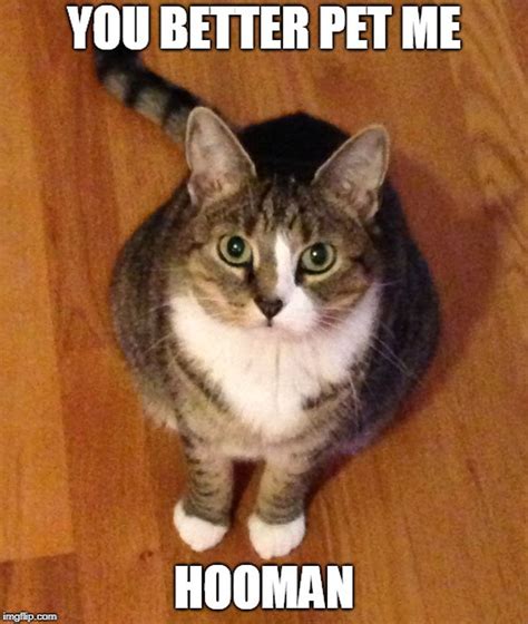 Cat Meme You Is Kind You Is Smart