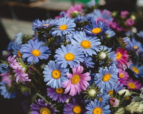 Purple abstract wallpapers and background images for all your devices. Pink and purple daisies flowers HD wallpaper | Wallpaper Flare