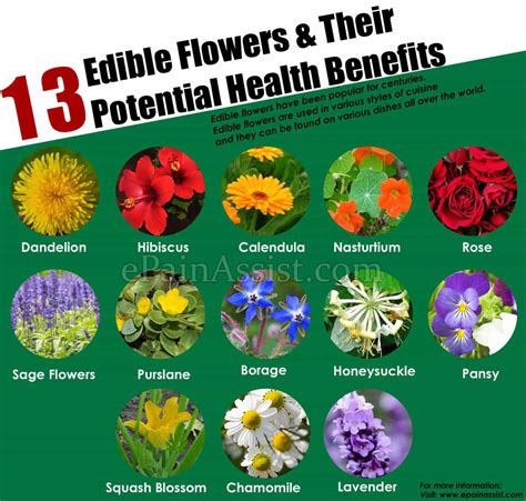 13 Edible Flowers And Their Potential Health Benefits
