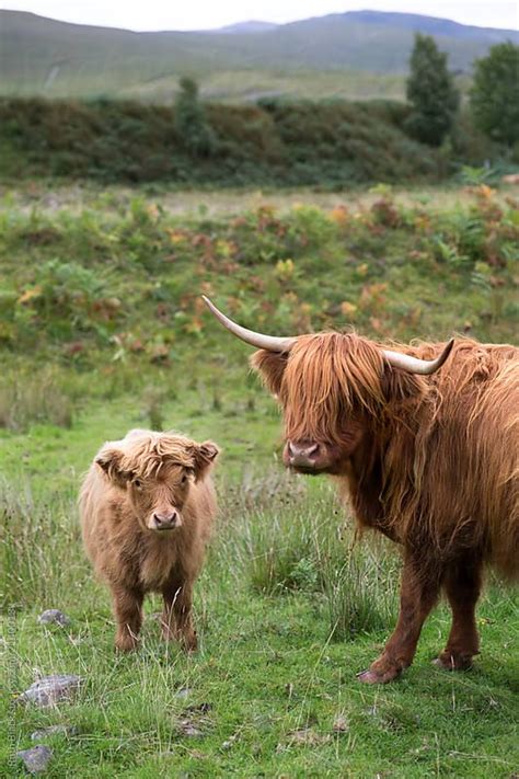 Mother And Baby Highland Cow By Ruth Black For Stocksy