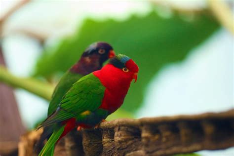 9 Most Gentle Pet Bird Species Petsoid