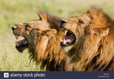 Roaring Lion Side View High Resolution Stock Photography And Images Alamy