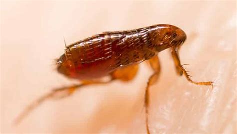 Flea Control Flea Extermination And Removal 24h Pest Pros