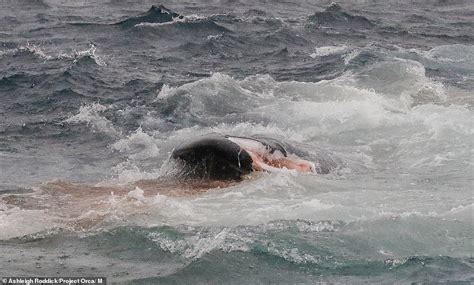 Incredible Pictures Show Blue Whale Being Killed And Eaten By Killer