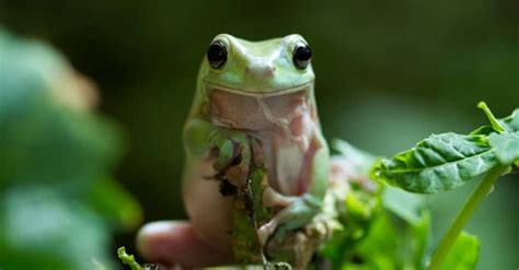 10 Incredible Tree Frog Facts A Z Animals