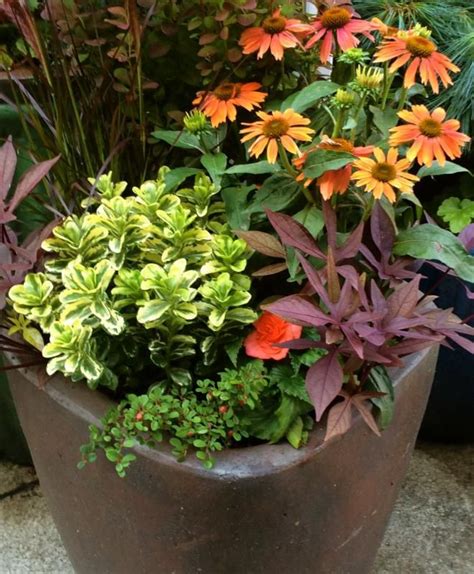 1000 Images About I Love Container Gardening On Pinterest Container