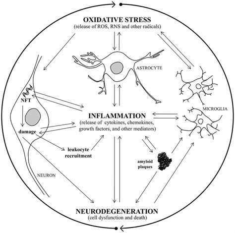 A Vicious Circle Connects Oxidative Stress Inflammation And