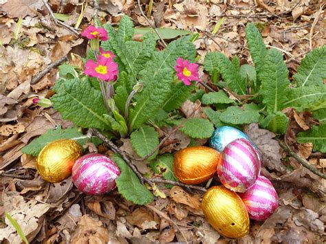 Heap Of Colorful Foil Easter Eggs With Primulas Creative Commons Stock