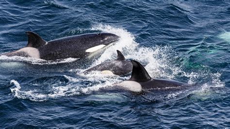 Pod Of Killer Whales Sinks Tourist Boat After Spate Of Terrifying Orca