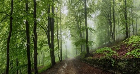 1920x1280 Nature Landscape Morning Forest Mist Shrubs Trees Hill