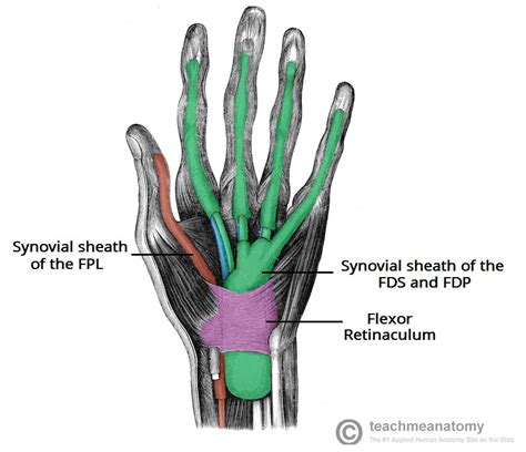 This means that they interact with other types of body tissues rather than functioning on their own. The Carpal Tunnel - Borders - Contents - TeachMeAnatomy
