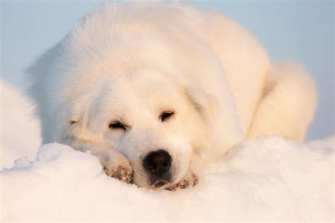 Dogs That Look Like Polar Bears The Smart Dog Guide
