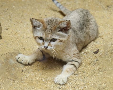 Sand Cat Debuts At Smithsonians National Zoo Photo Credit Flickr