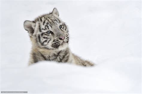 Download Wallpaper White Tiger Cub Snow Free Desktop Wallpaper In