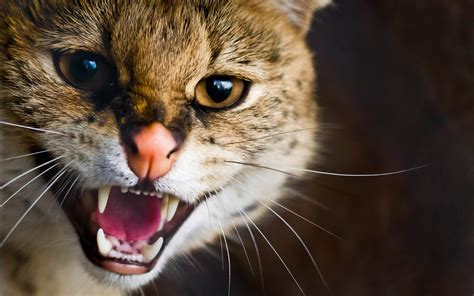 46 Angry Cat Free Desktop Wallpaper