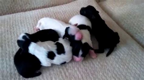 Newborn Morkie Puppies Born On 10082014 Youtube