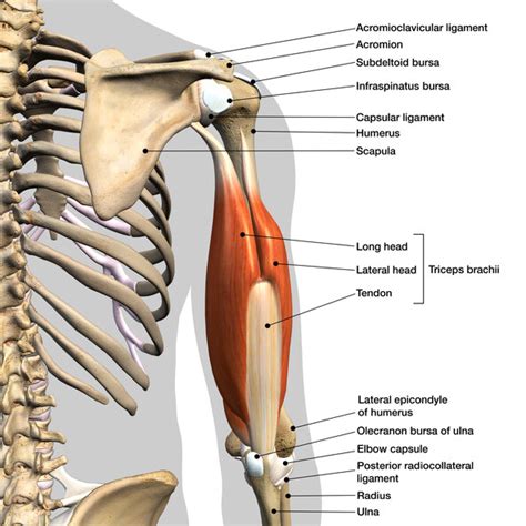 Muscles Of The Elbow