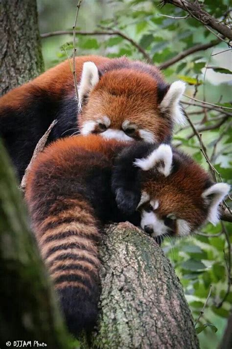 Two Red Pandas Cuddle Together In A Tree