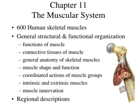 Ppt Chapter 11 The Muscular System Powerpoint Presentation Free