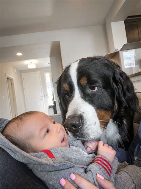 Reasons You Need A Bernese Mountain Dog — Kevin The Berner