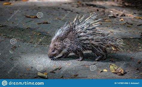 Porcupine Rodents And Sharp Spines Wildlife Animal Stock Photo Image