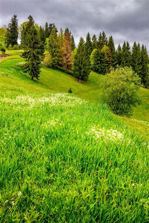 Forest On Hillside Meadow In Mountain Stock Image Image Of Travel