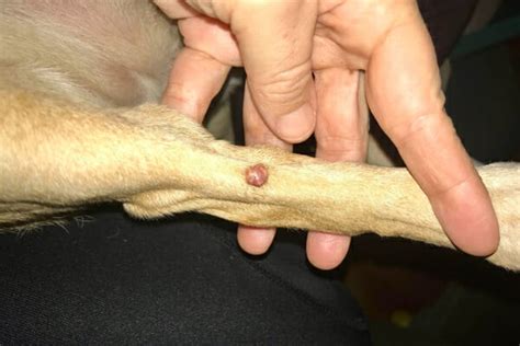 Treating Sebaceous Cysts In Dogs 2023