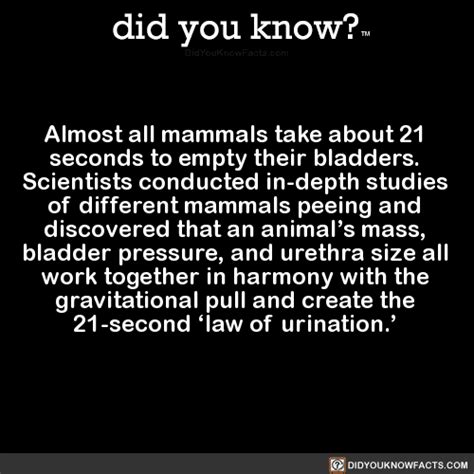 Almost All Mammals Take About 21 Seconds To Did You Know