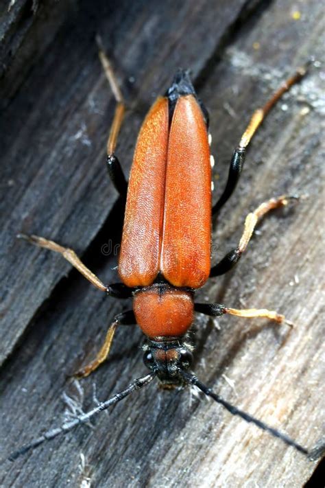 Orange Beetle Stock Image Image Of Climb Macro Animal 7656209