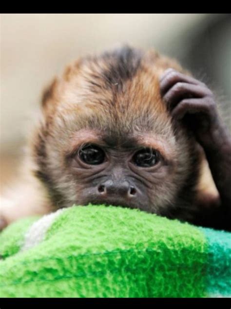 Im Confused Cute Animals Cute Monkey Animal Pictures
