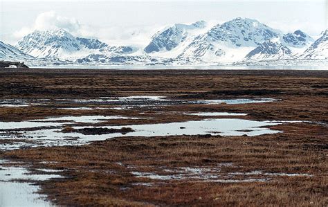 Carbon Based Global Warming Turns Tundra To Forest