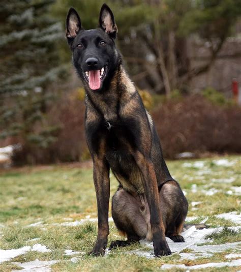 Maybe you would like to learn more about one of these? Pin on malinois