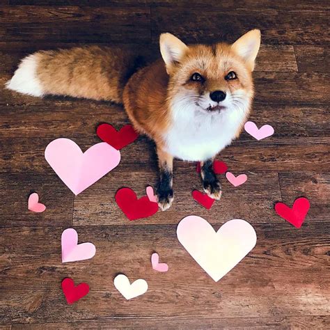 And Other Animals — Happy Valentines Day Juniper The Fox