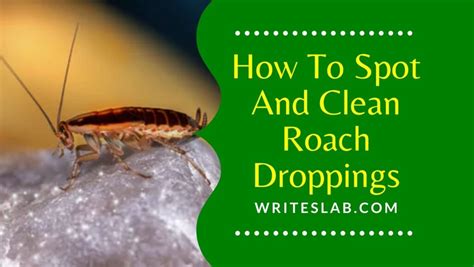 How To Spot And Clean Roach Droppings The Writeslab