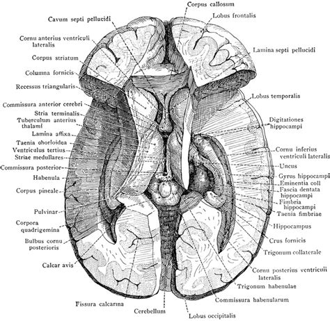 Dissection Of The Brain Brain Dissection Neuroscience