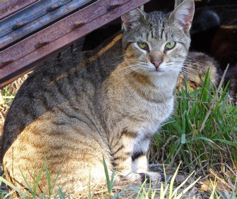 The Feral Life Compassion Cats Dusty Brown Tabby