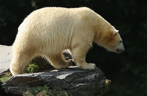 Male Polar Bear Kills Female Bear At Detroit Zoo